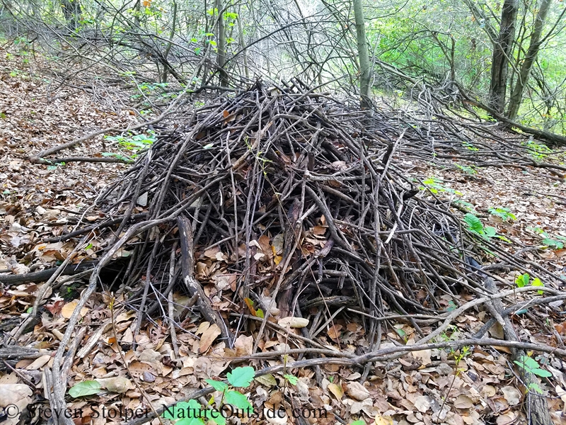 dusky-footed woodrat nest