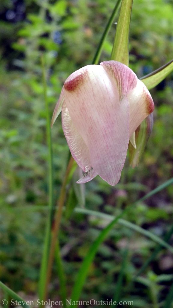White Globe Lilly (Calochortus Albus)