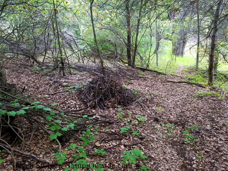 dusky-footed woodrat nest