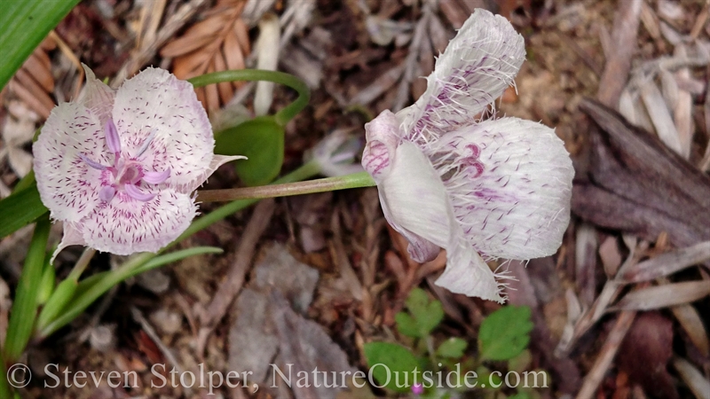 ”Cat’s Ear” type Mariposa Lilly