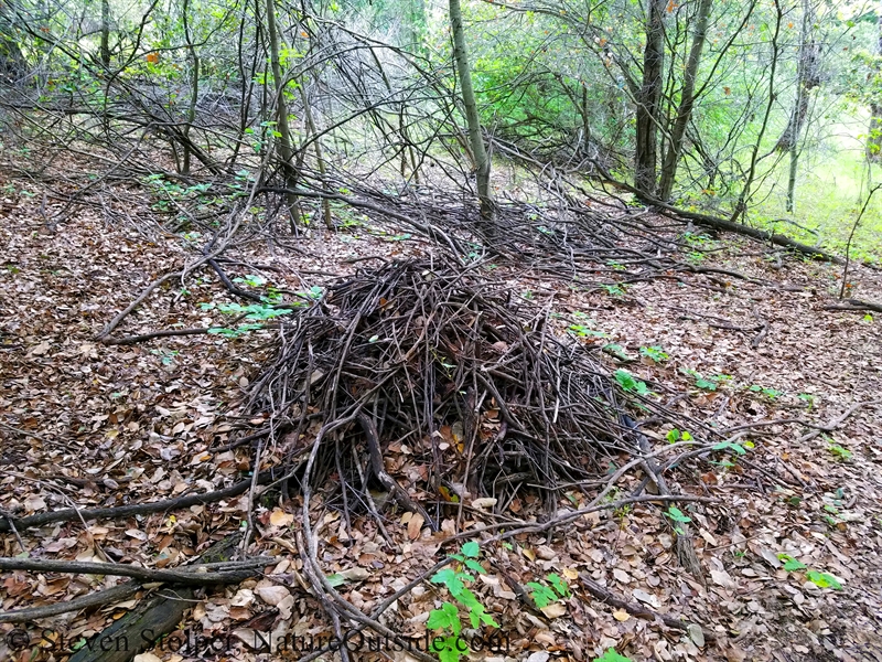 dusky-footed woodrat nest