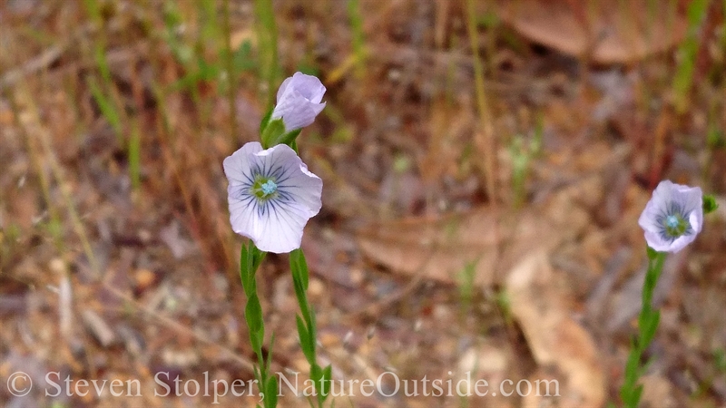 blue flower