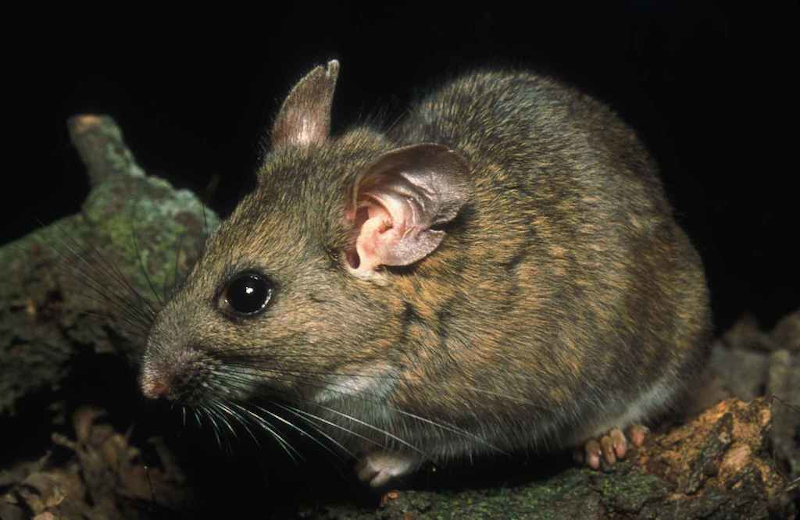  Dusky-footed Woodrat. (Photo by Peterson B Moose, U.S. Fish and Wildlife Service)