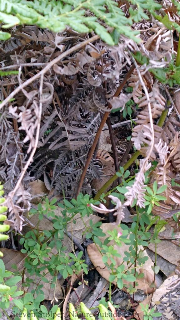 baby northern pacific rattlesnake