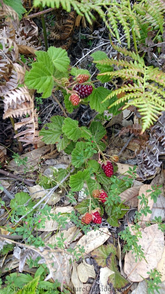 Blackberries running along the ground