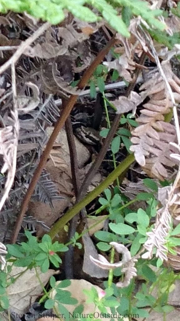 baby northern pacific rattlesnake