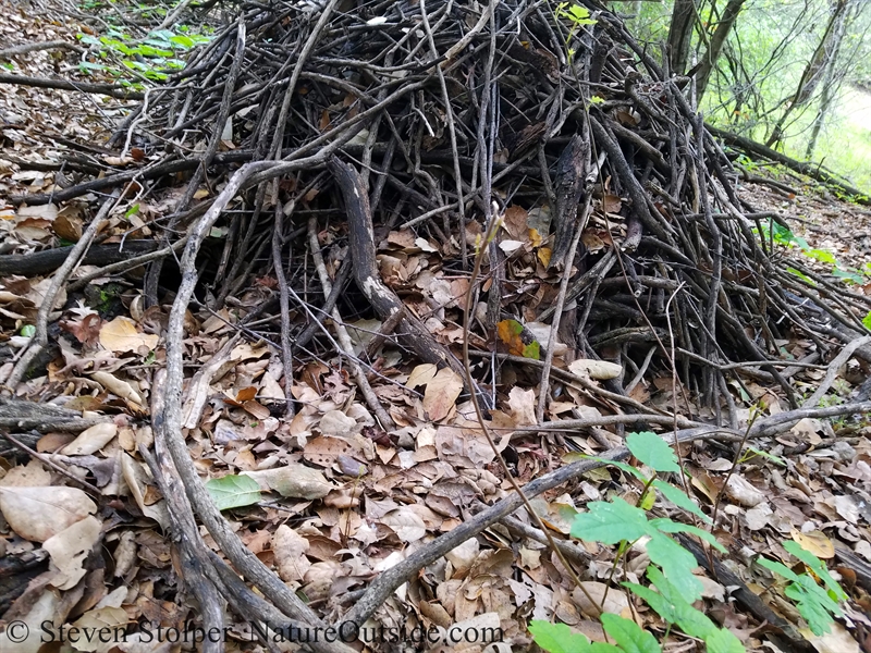 dusky-footed woodrat nest