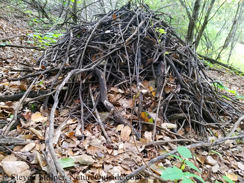 dusky-footed woodrat nest