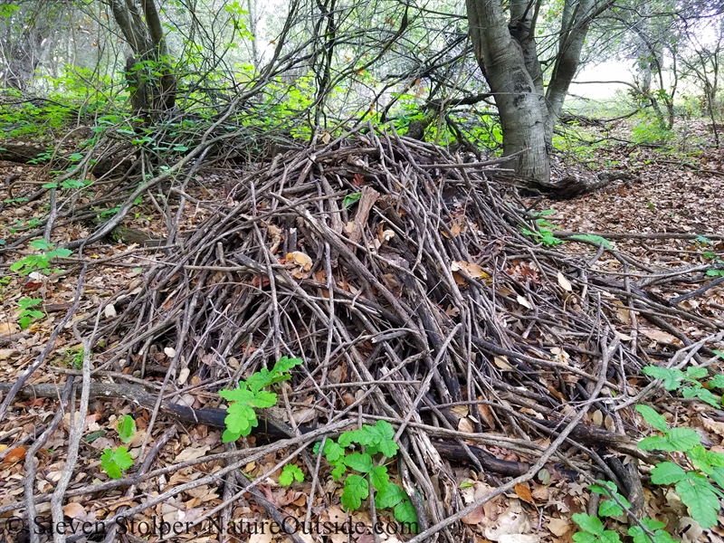dusky-footed woodrat nest