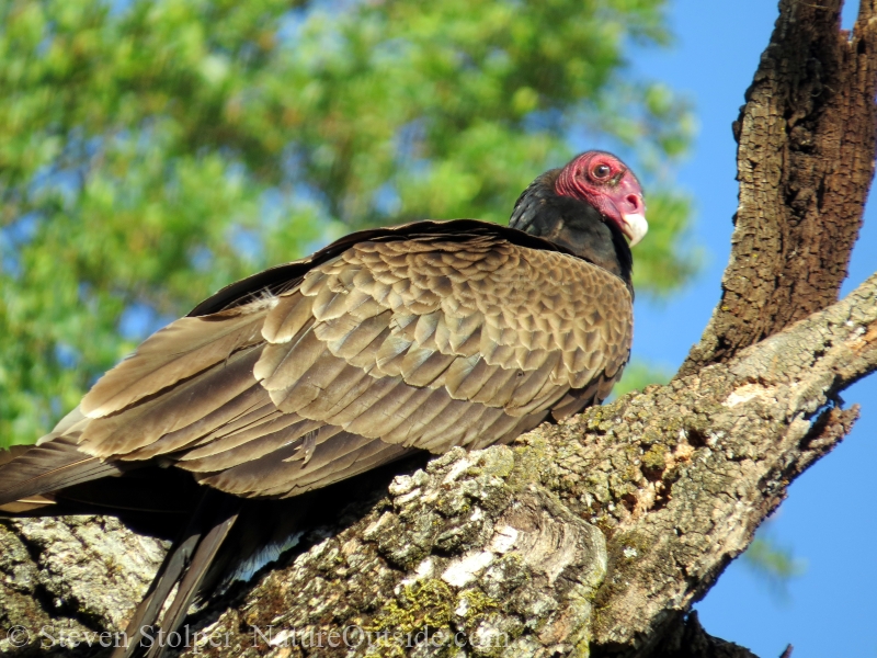 turkey vulture