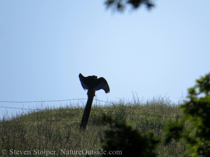 Turkey Vulture warming itself in the sun