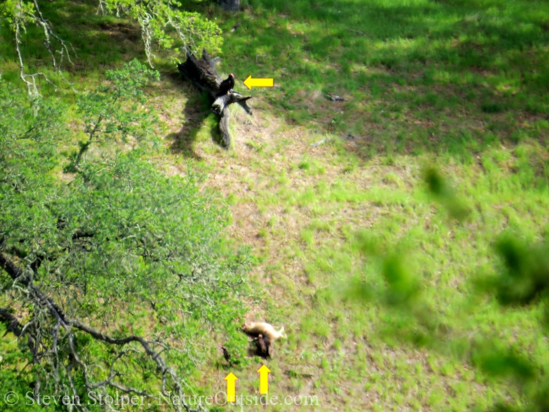 turkey vultures and deer carcass