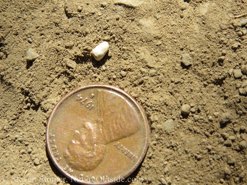 cap of lizard scat