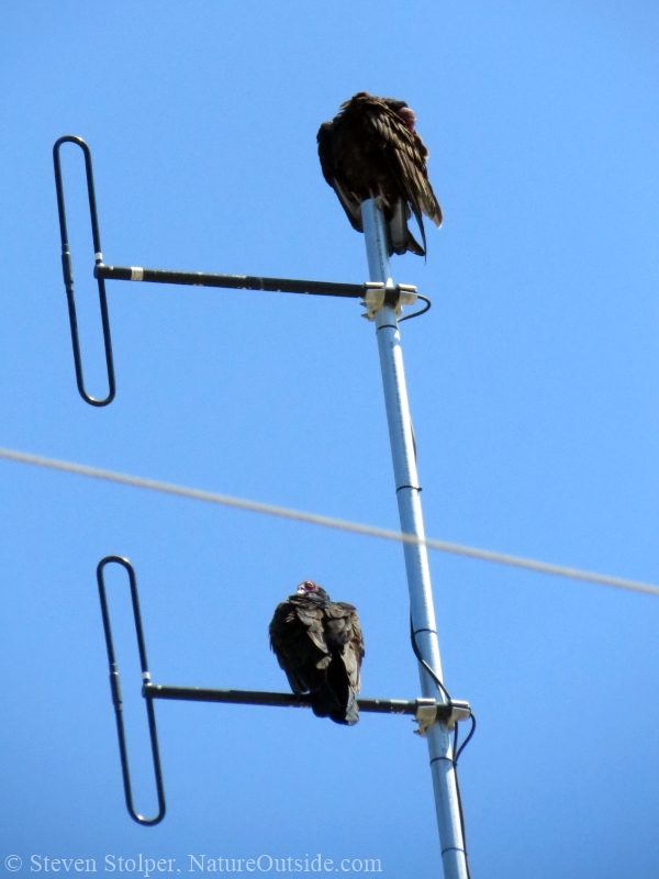 Turkey Vultures perched on a communications tower