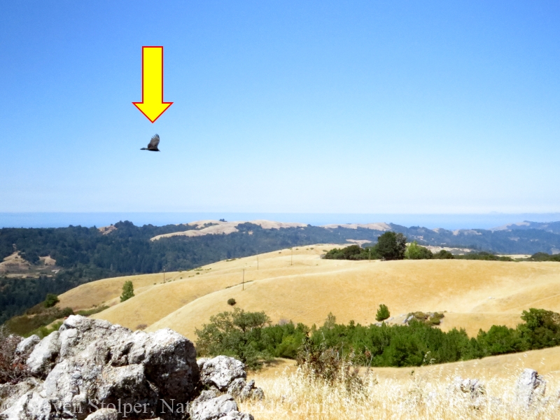 turkey vulture soaring seen from side