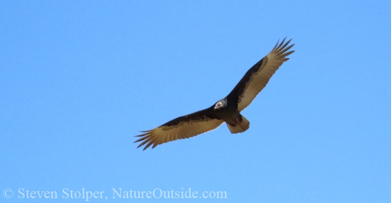 turkey vulture soaring seen from below