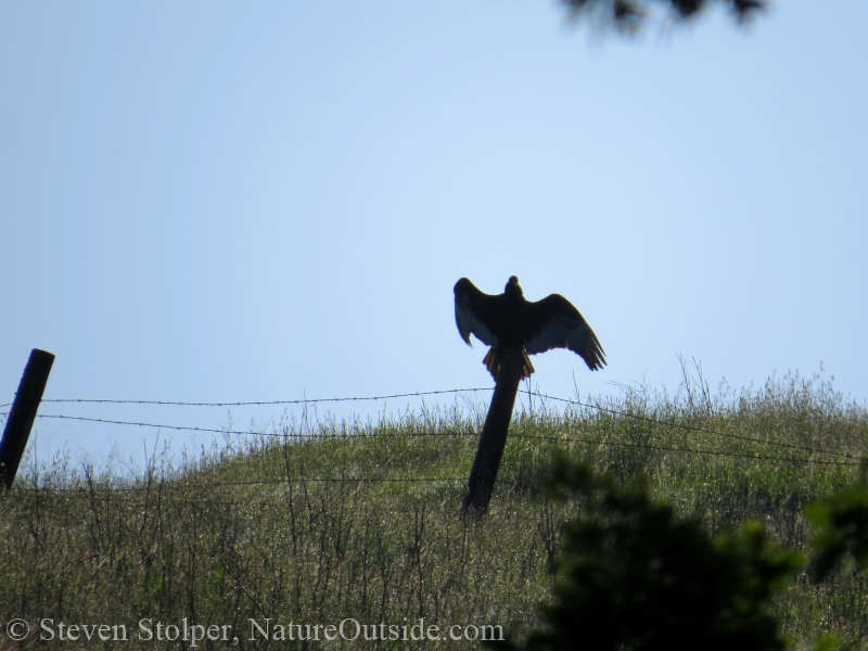 turkey vulture in horaltic pose