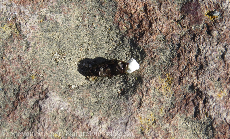 western fence lizard scat