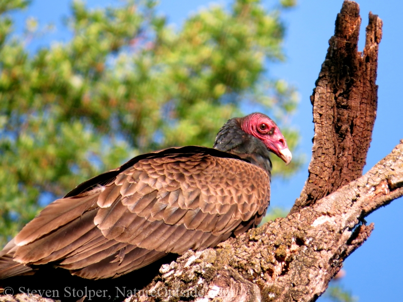 Turkey Vulture seated on a snag.