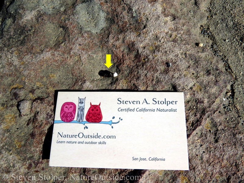 western fence lizard scat with business card