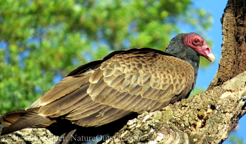 turkey vulture on snag