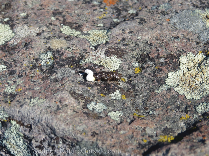 western fence lizard scat on stone bench