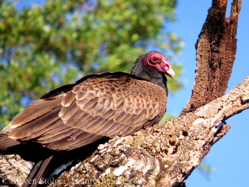 Turkey Vultures are large birds.
