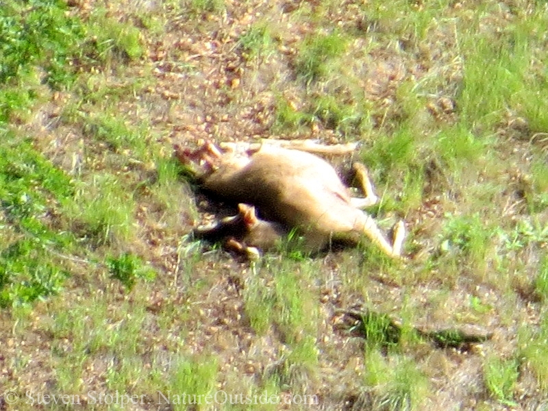 deer carcass