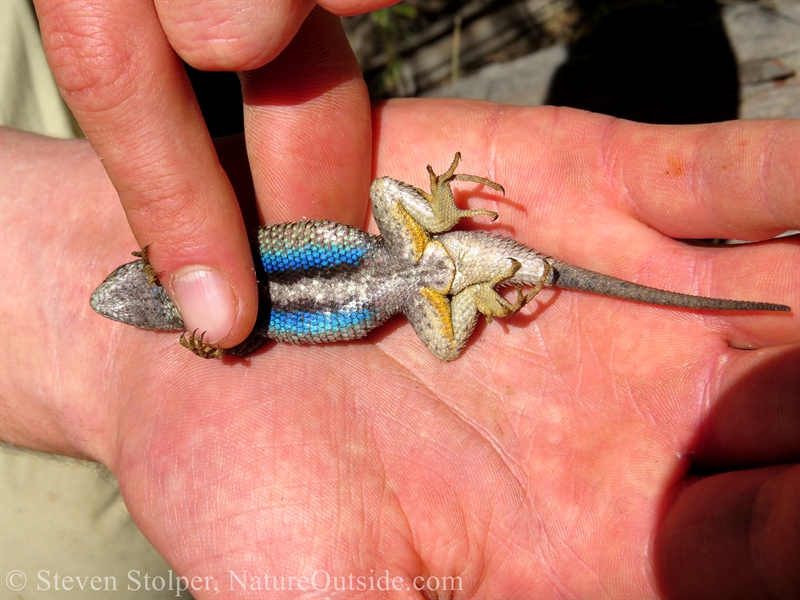 underside of western fence lizard