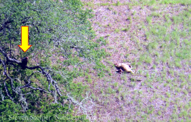 turkey vulture and deer carcass