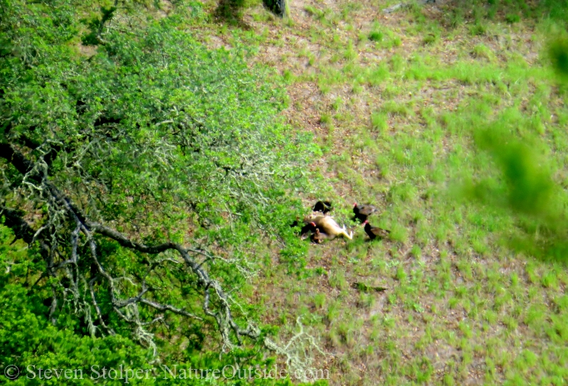 turkey vultures and deer carcass