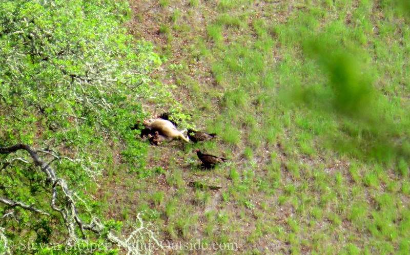 turkey vultures and deer carcass