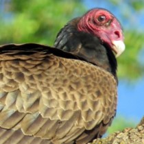 turkey vulture