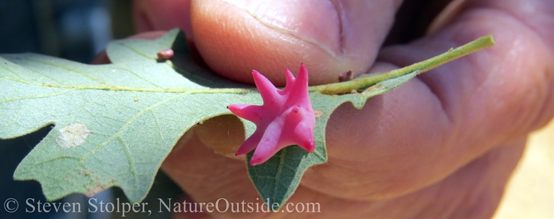 Spined Turban Gall