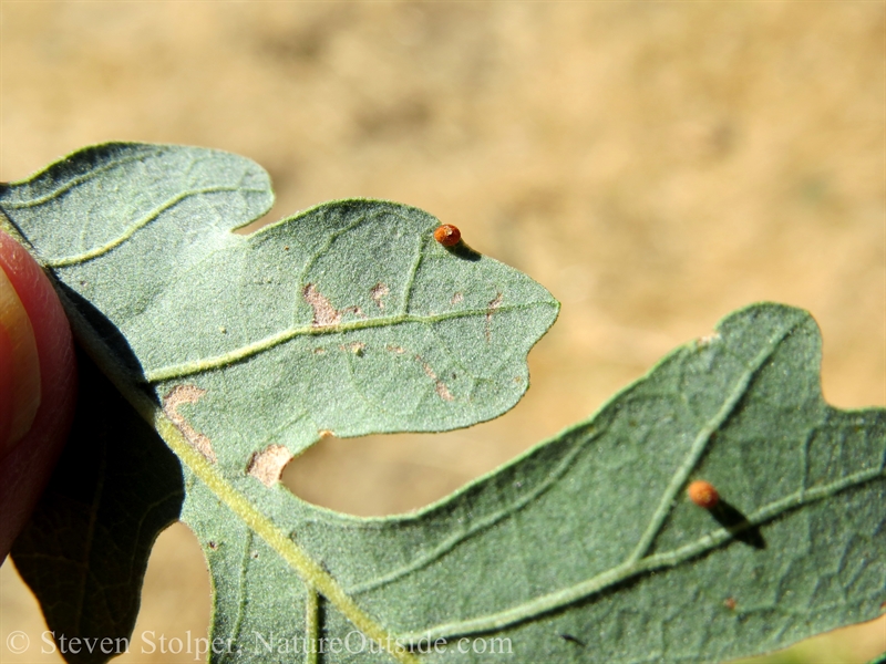 galls from the Jumping Oak Gall Wasp