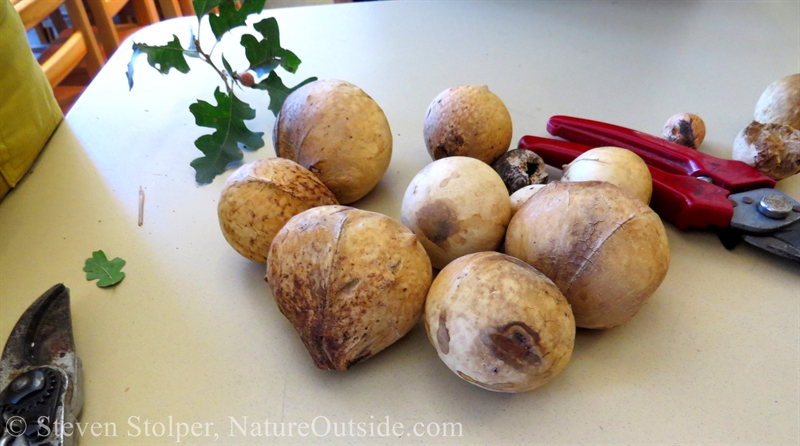 galls from California Gall Wasp