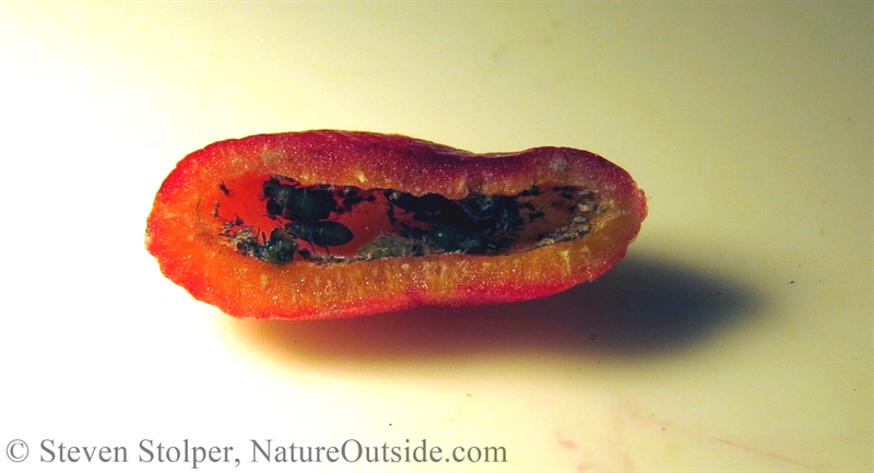 inside Manzanita Leaf Gall