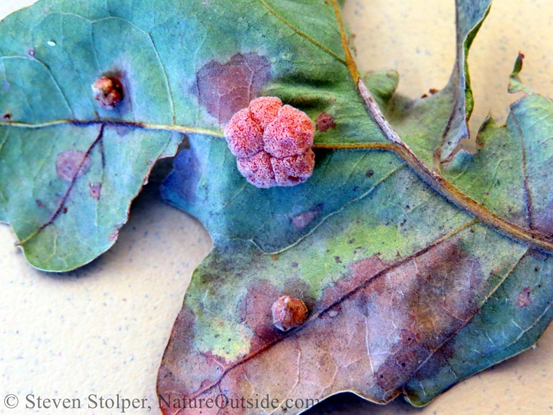 oak gall