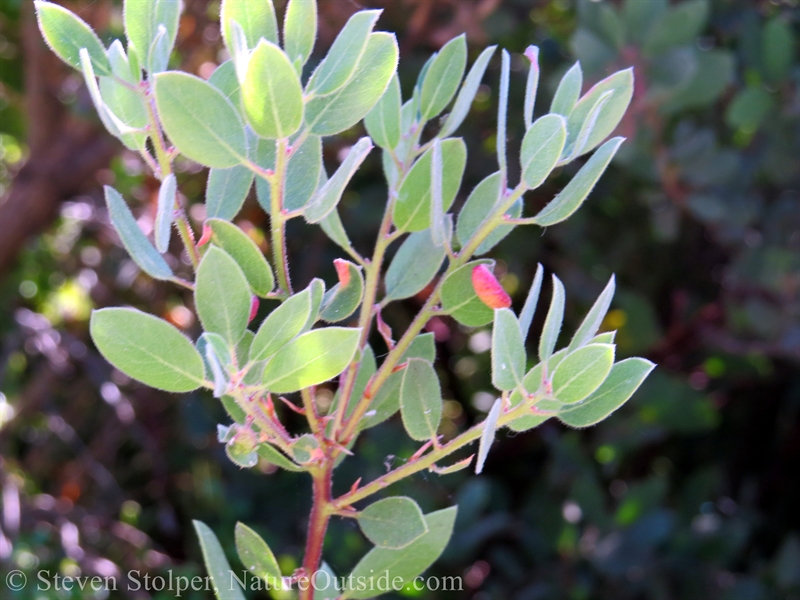 Manzanita with red galls on the tips of the leaves