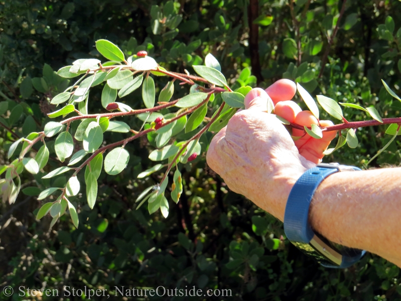 Manzanita galls