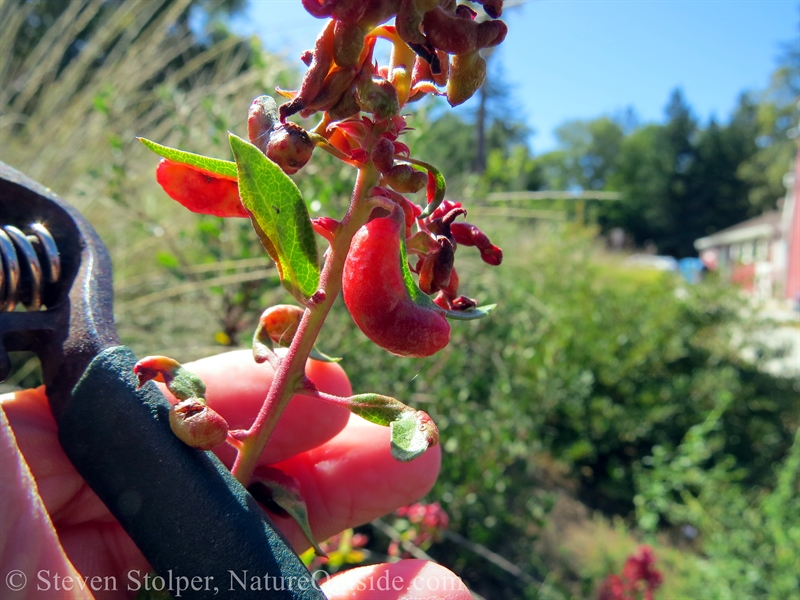 manzanita galls from  Manzanita Leaf Gall Aphid