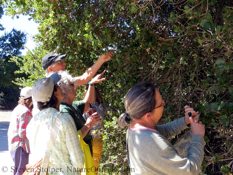 looking for galls on a Coast live oak tree