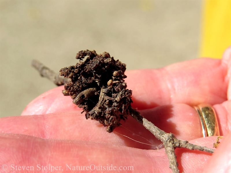 gall on woody stem