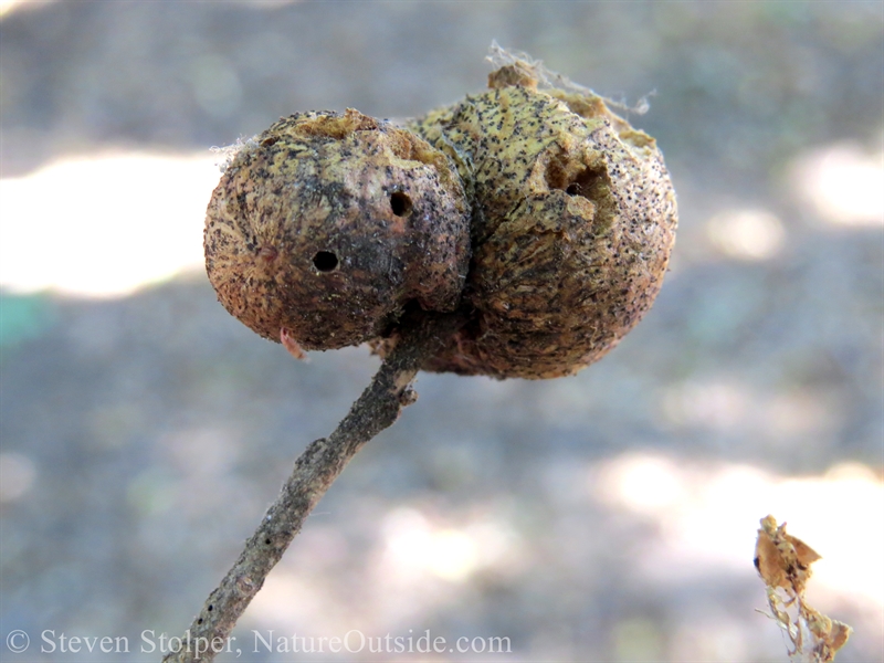 Gall from Live Oak Gallfly