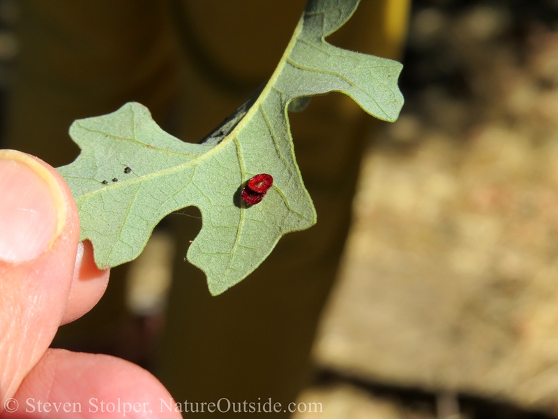 Gall from Disc Gall Wasp