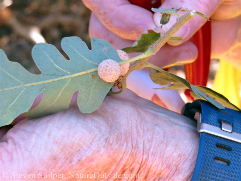 Gall from Round Gall Wasp