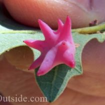 Spined Turban Gall