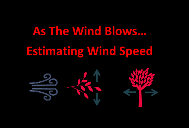 title for as wind blows