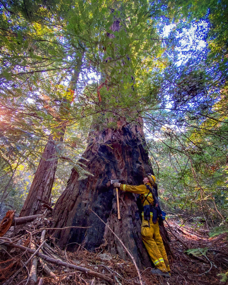 Merced Firefighter with redwood