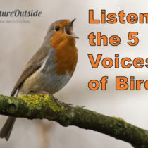 European Robin (Erithacus rubecula) singing